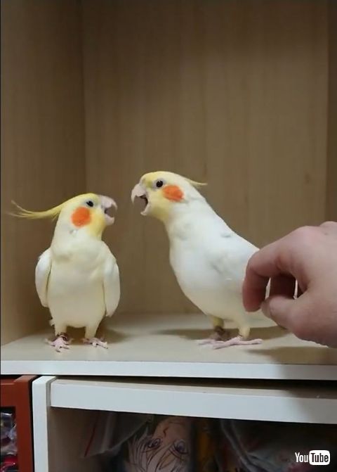 Battle for Attention