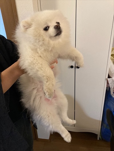 散歩を拒否するポメラニアン
