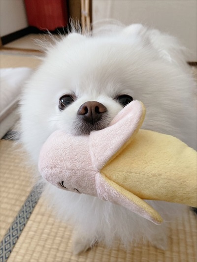 散歩を拒否するポメラニアン