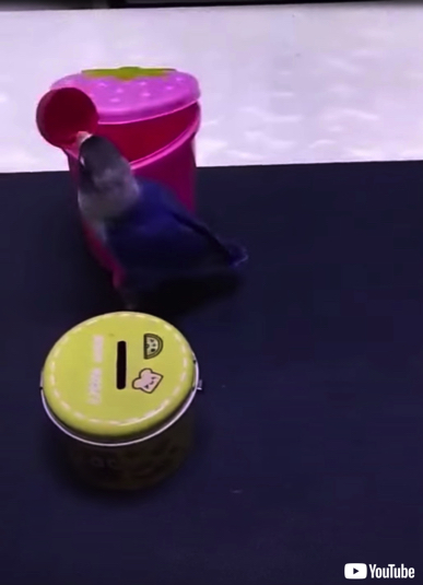 利口なインコさん