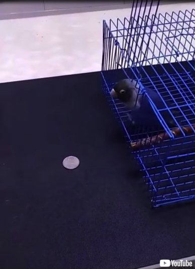 利口なインコさん