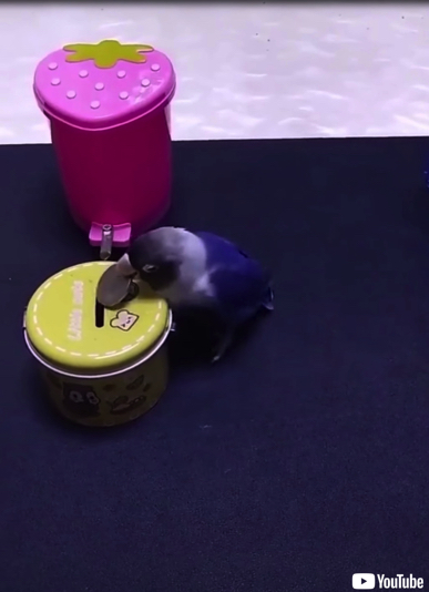 利口なインコさん