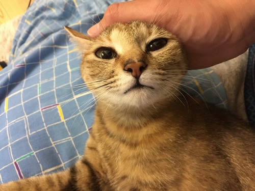 豆柴太　南三陸