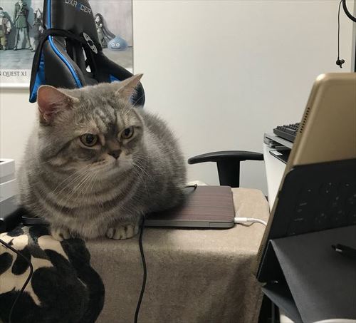 猫