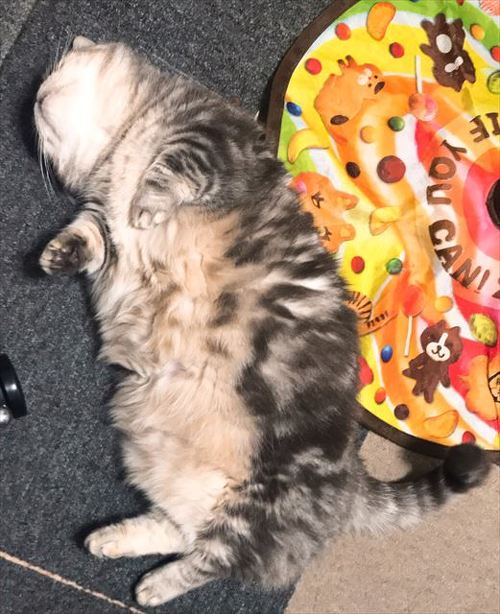 猫