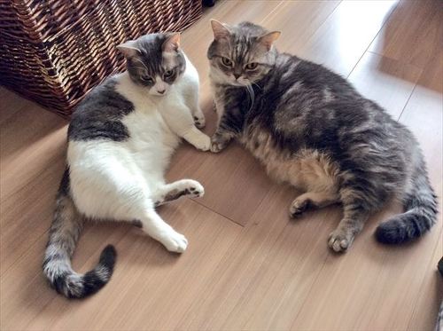 猫