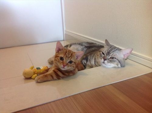 猫