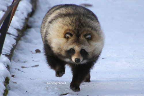 まん丸のタヌキさん