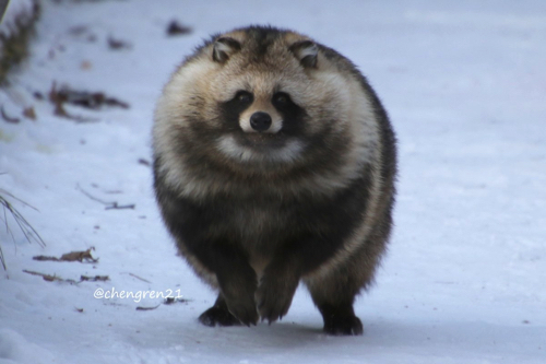 まん丸のタヌキさん