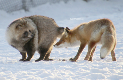 まん丸のタヌキさん