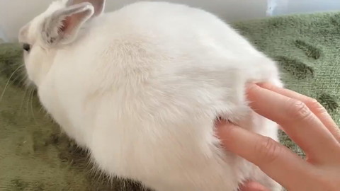 モッフモフなミントくん
