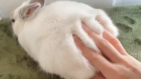モッフモフなミントくん