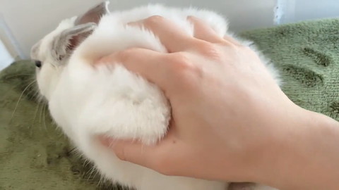 モッフモフなミントくん