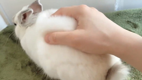 モッフモフなミントくん