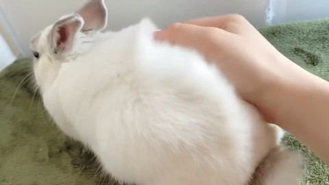モッフモフなミントくん