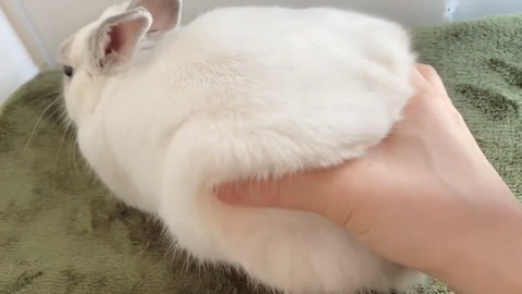 モッフモフなミントくん
