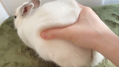モッフモフなミントくん