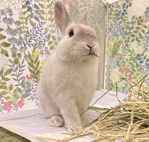 ミントくん