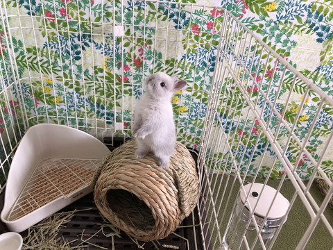 ミントくん