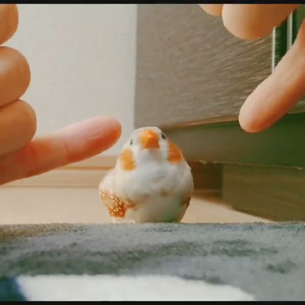 マッサージを受けるきんちゃん