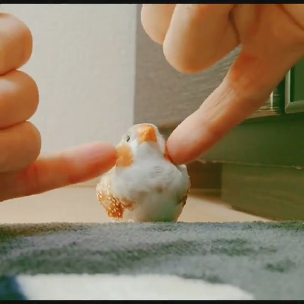 マッサージを受けるきんちゃん