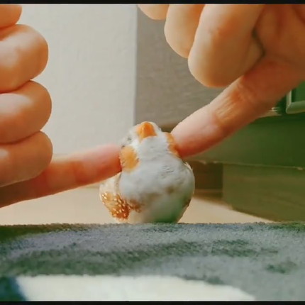 マッサージを受けるきんちゃん