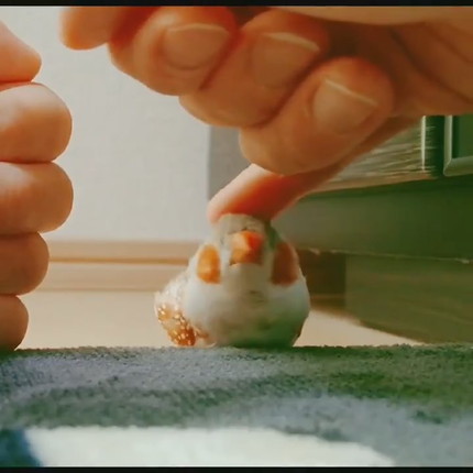 マッサージを受けるきんちゃん