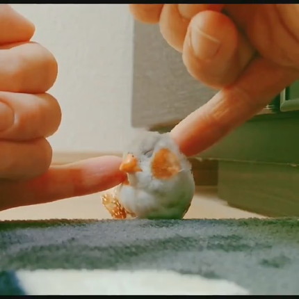 マッサージを受けるきんちゃん