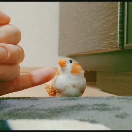 マッサージを受けるきんちゃん