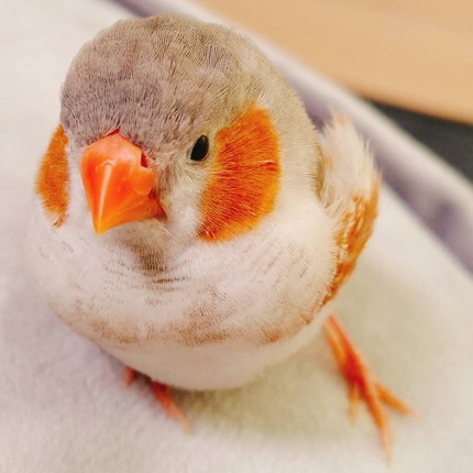 きんちゃんいろいろ