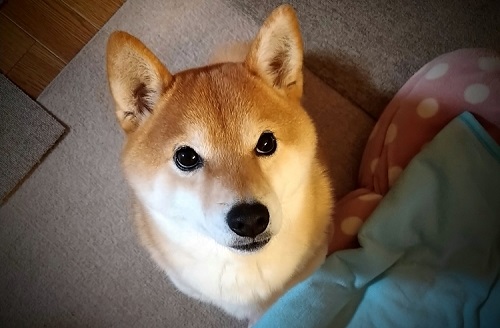 ペット手帳 ベストショット