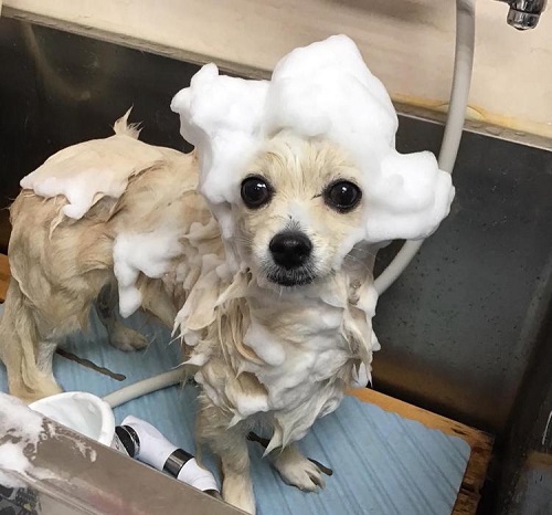 ペット手帳 ベストショット