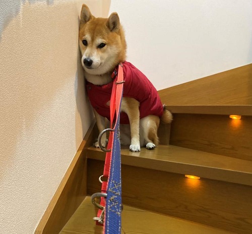 ペット手帳 ベストショット