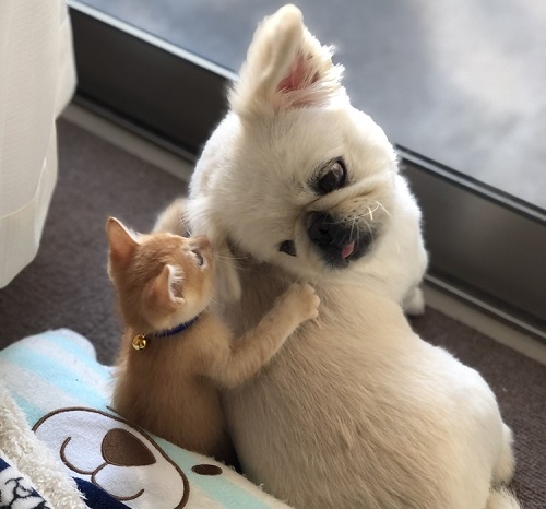 ペット手帳 ベストショット