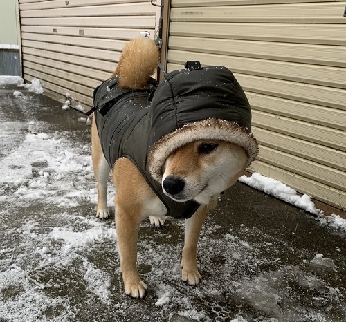 ペット手帳 ベストショット