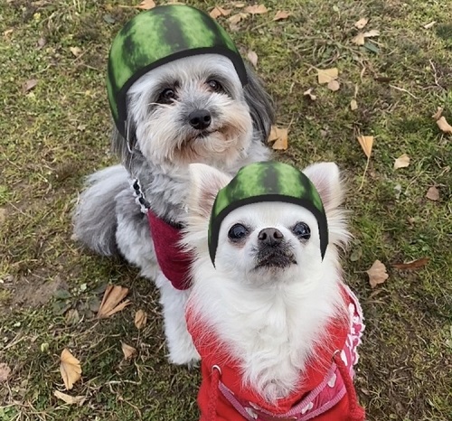 ペット手帳 ベストショット