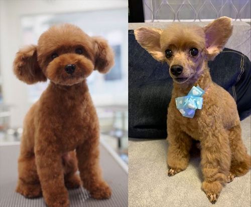 犬