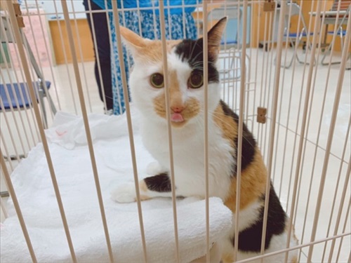 ねこ活はじめました