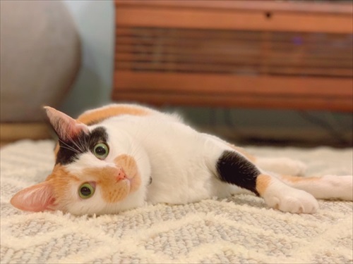 ねこ活はじめました
