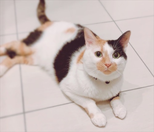 ねこ活はじめました