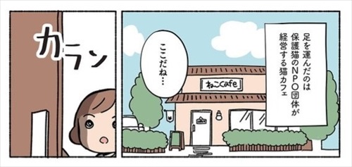 ねこ活はじめました