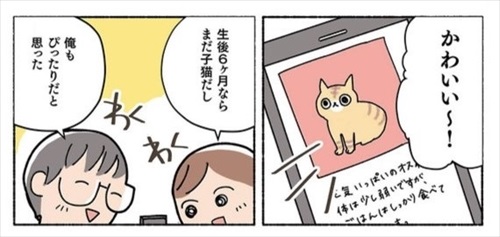 ねこ活はじめました