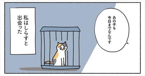 ねこ活はじめました