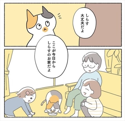 ねこ活はじめました