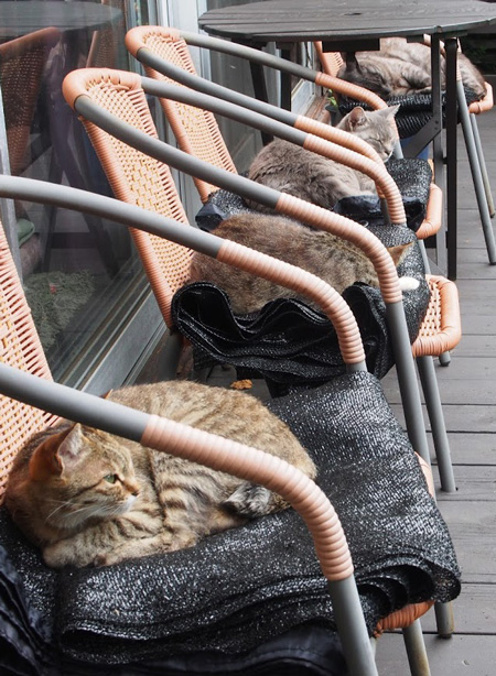 gotoにゃんこトリミング