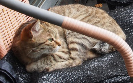 gotoにゃんこ手前の猫ちゃん