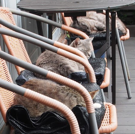 gotoにゃんこ奥の猫ちゃんたち