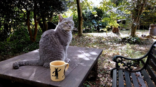 森の猫カフェ