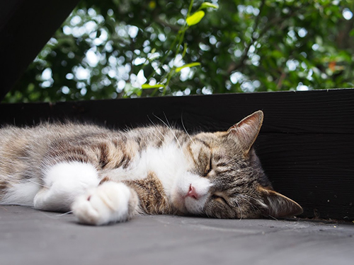 眠る猫ちゃん