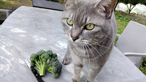 ブロッコリーと猫ちゃん
